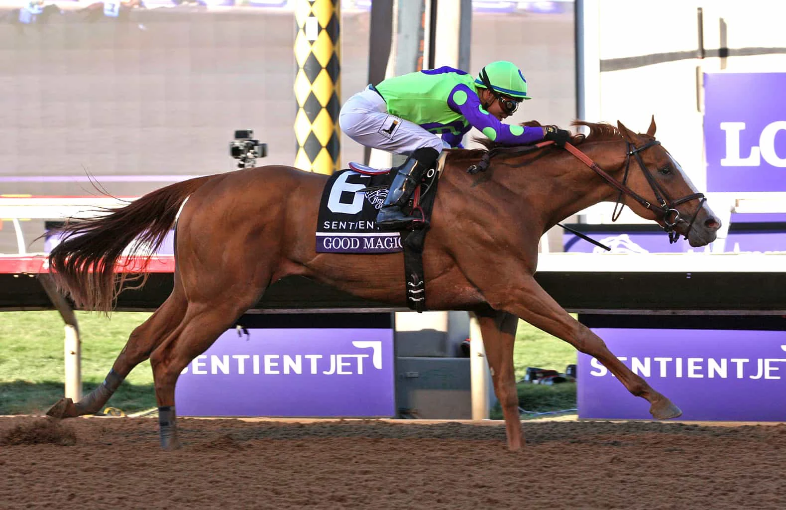 The Basics of Picking a Flat Racing Winner in Horse Racing The Basics of Picking a Flat Racing Winner in Horse Racing