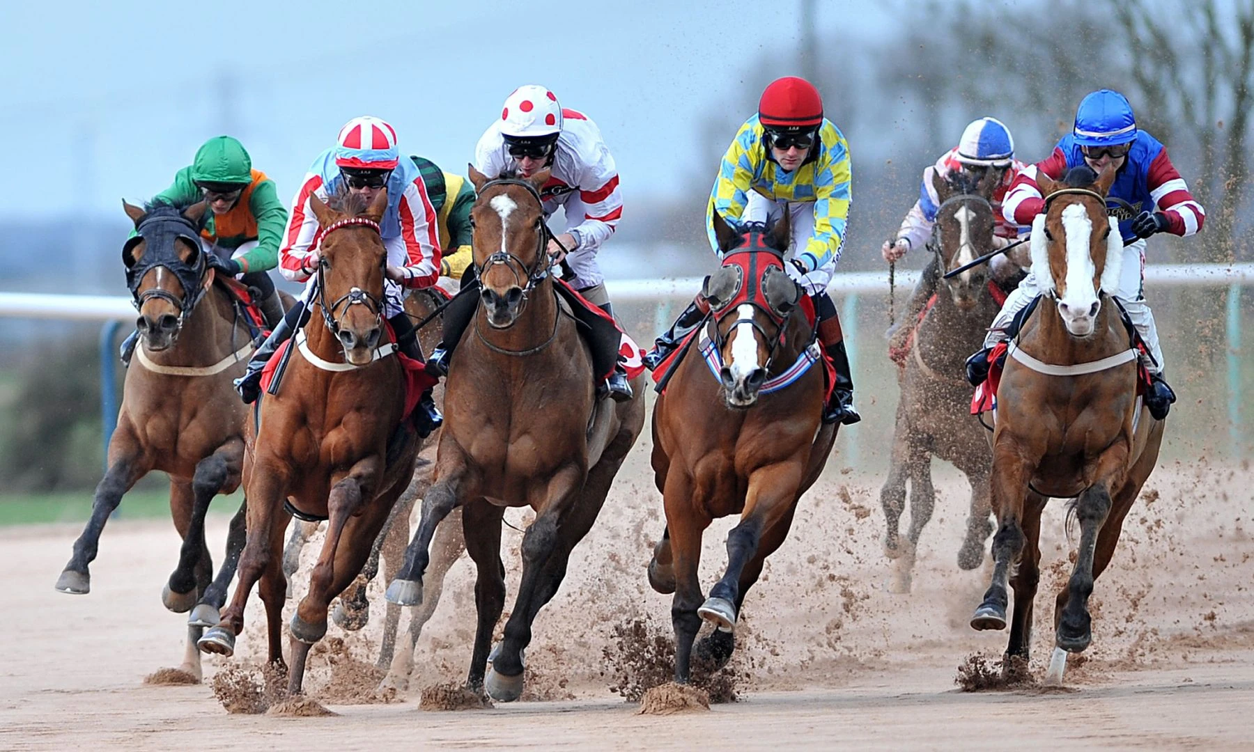 horse odds back a horse each way bet betting