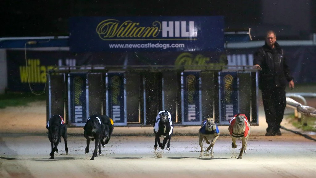 dogs live greyhound racing betting tv william hill