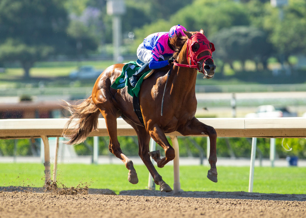 horse-race-winner