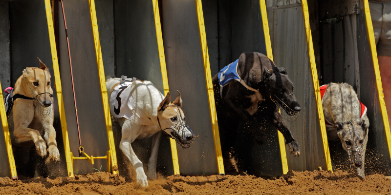 Greyhound racing betting guide greyhoundbet