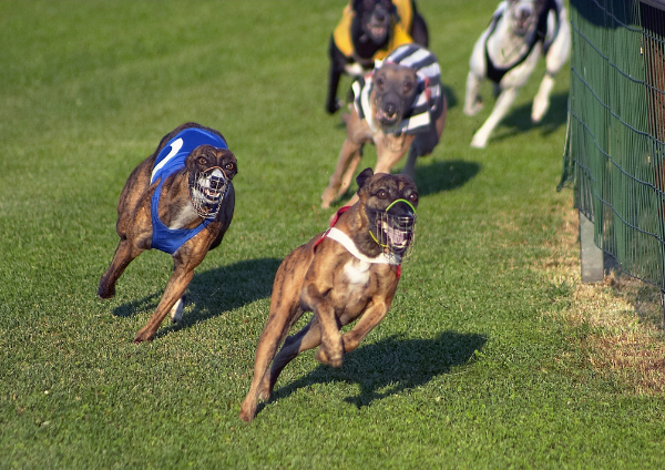5 dogs in a race - greyhound bet (greyhoundbet)