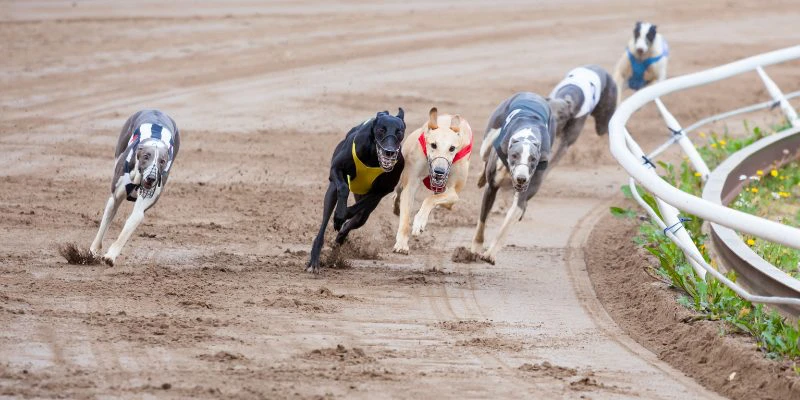 Betting tips on greyhound racing Betting tips on greyhound racing