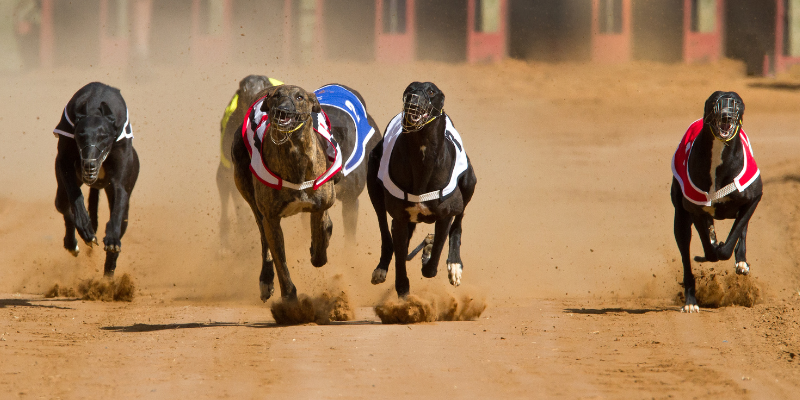 Betting on greyhounds greyhound racing betting tips