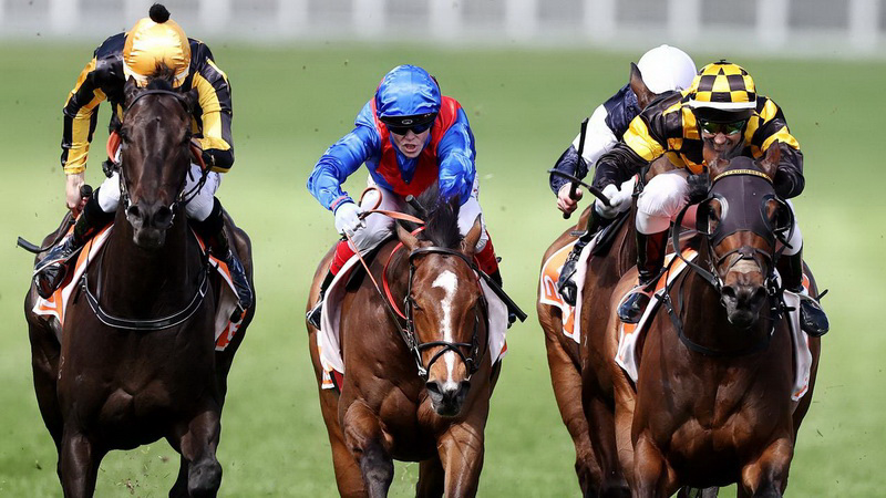 odds for horse racing cox plate betting