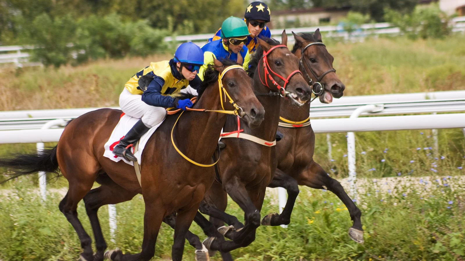 trixie horse bet meaning explained simply trixie horse bet meaning explained simply